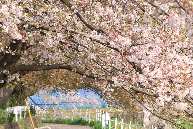 桜　Cherry-Blossoms