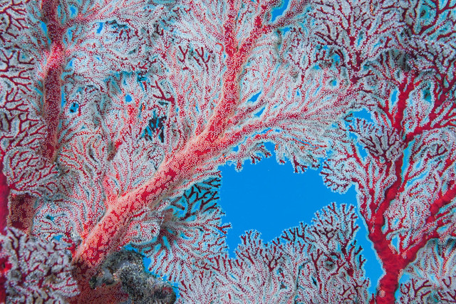 Coral abstracts of Okinawa