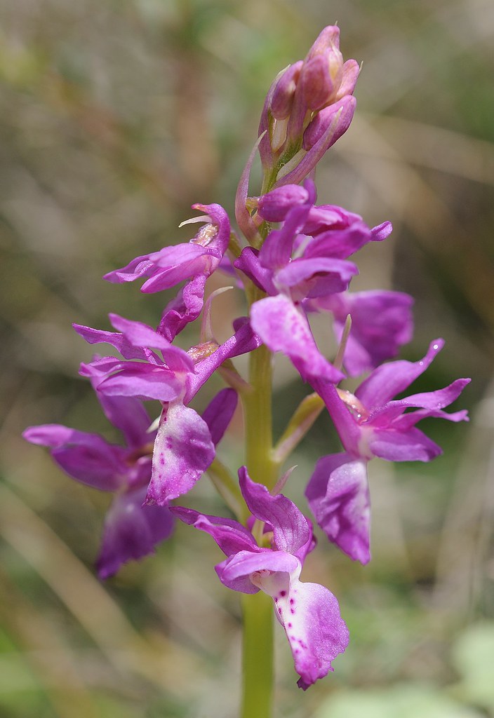 Hybride Sardisches Manns-Knabenkraut × Provence-Knabenkraut, Orchis mascula subsp. ichnusae × provincialis = Orchis × sardoa