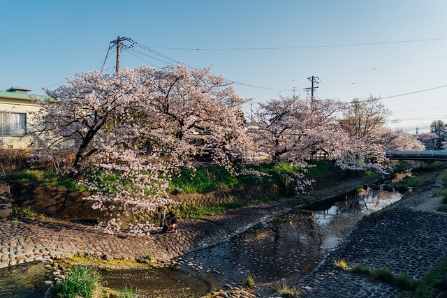 CherryBlossoms6_16