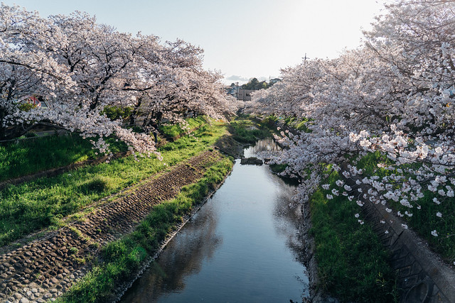 CherryBlossoms6_99