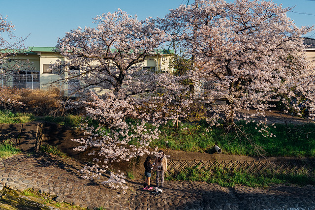CherryBlossoms6_15