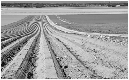 ackerbau kulturlandschaft spargel acker asparagus schaephuysen rheurdt saelhuysen agrarlandschaft