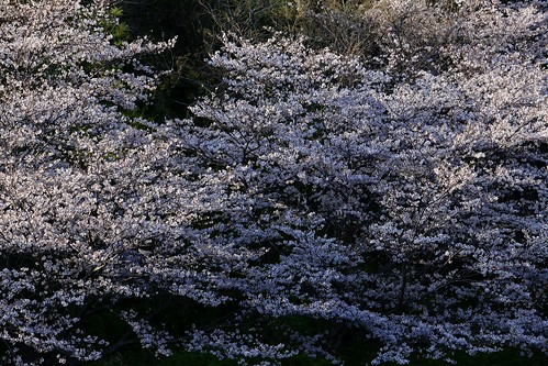 flower blossom cherry landscape 桜 花 自然 nature