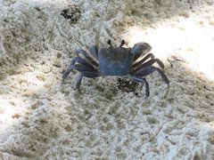 Crab in Praslin