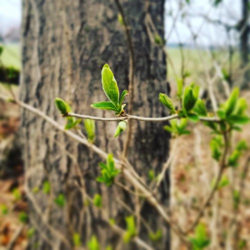 Come on, Spring! You can do it! #KnoxFarm #eastaurora #wny #spring #nature #hiking #trees