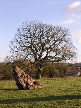 Stone and Tree