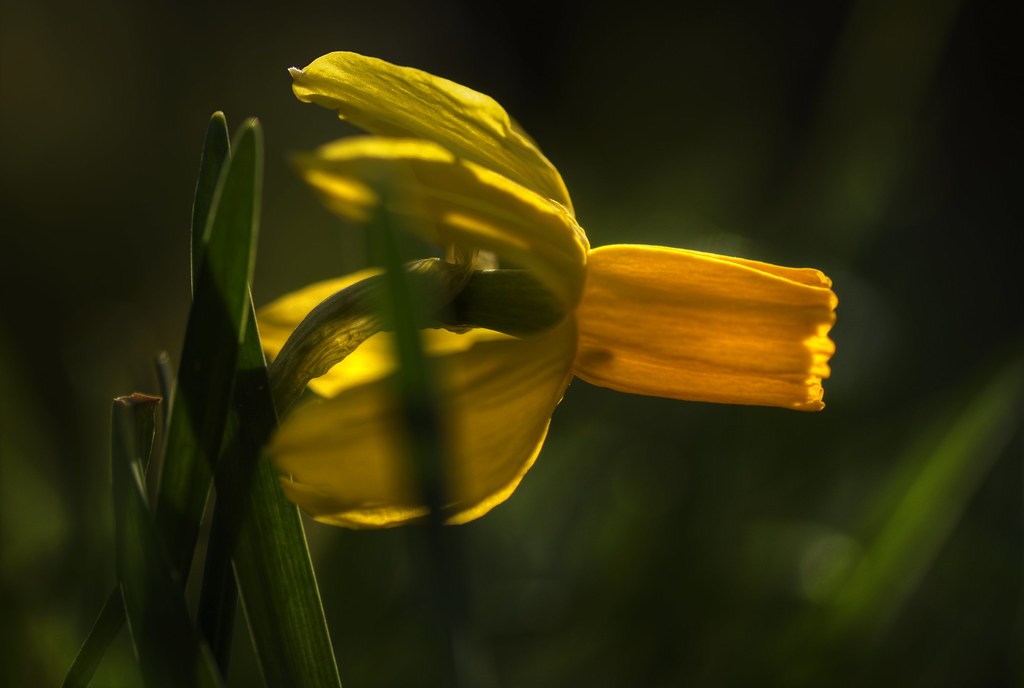 Rocket-Daffodil