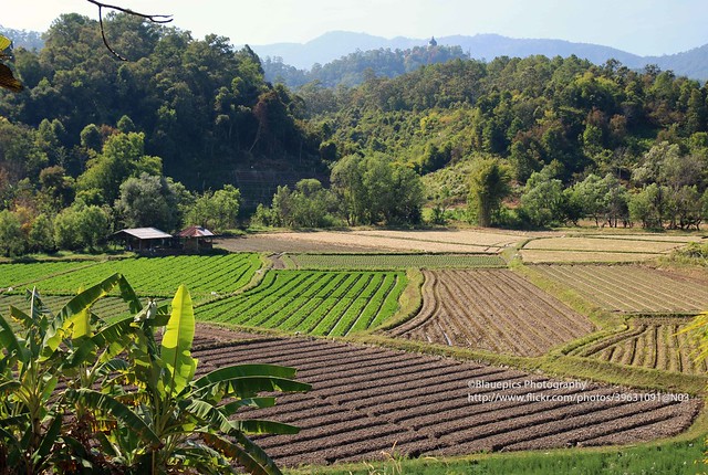 Ban Thung Luang, agriculture