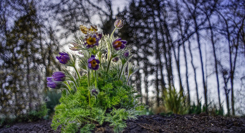 flowers sony a7ll vivitar 28mm lens wideangle spring old earth nature creation