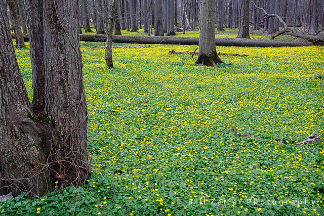 Spring in Nomahegan Park, Union County, NJ