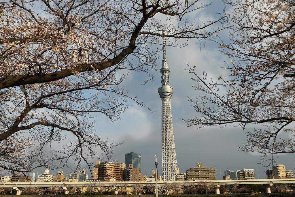 Tokyo Skytree and Cherry Blossoms