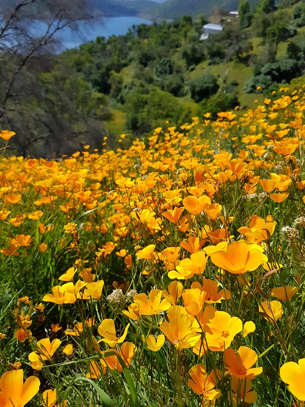 Eschscholzia californica (Cham.) Papaveraceae-California Poppy 2