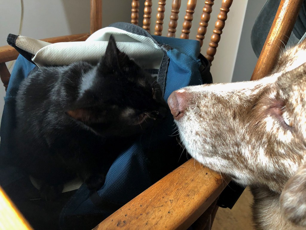 And Now, Cat Kisses Dog
