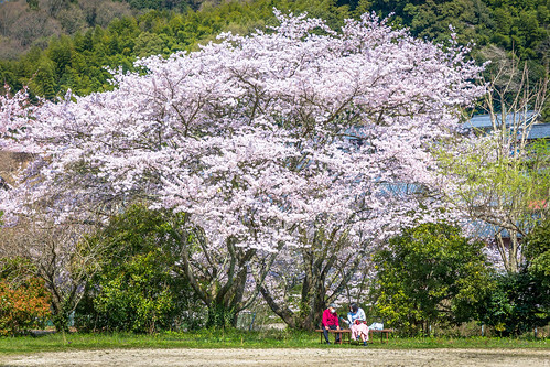 sakura cherryblossom people spring imabari ehime japan nikon d7200 sigma 1770 1770mm flower tree