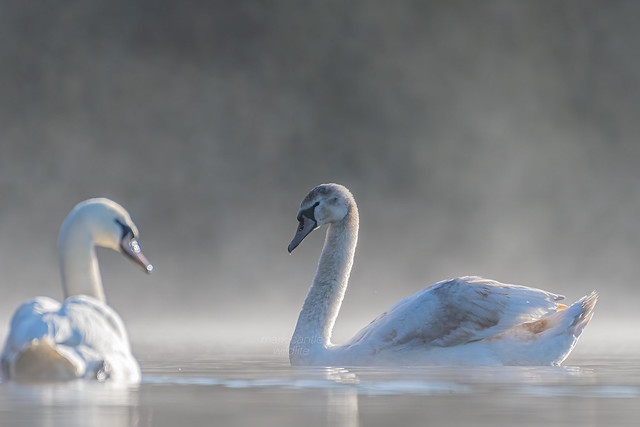 swans on a misty lake