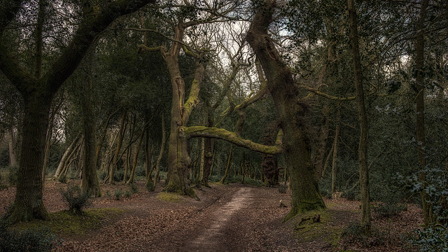 Old Branch (Sutton Park)