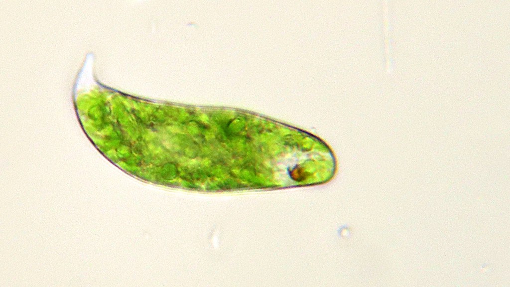 unicellular algae examples