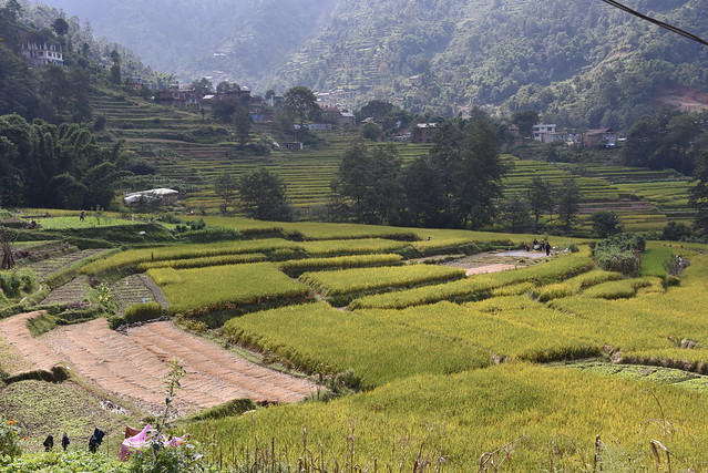 Step farming in Nepal- the vegetable patches from a different perspective