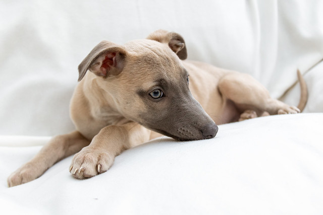 Whippet pup