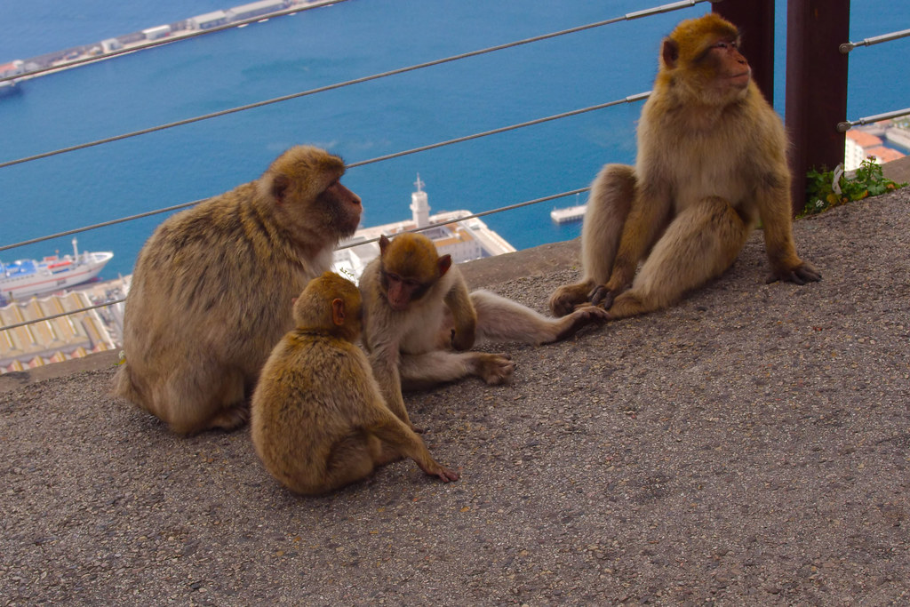 Family of Macaques (Gibraltar)