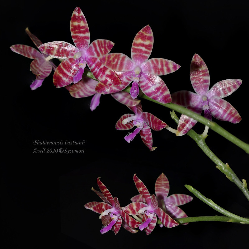 Phalaenopsis bastianii 49744081411_3b37646bcd_c