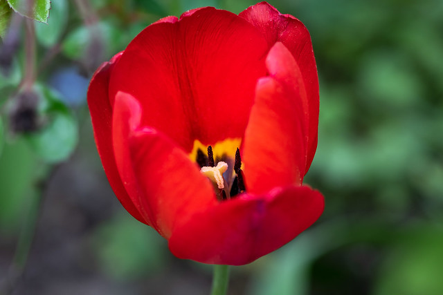 Red tulip - 1889
