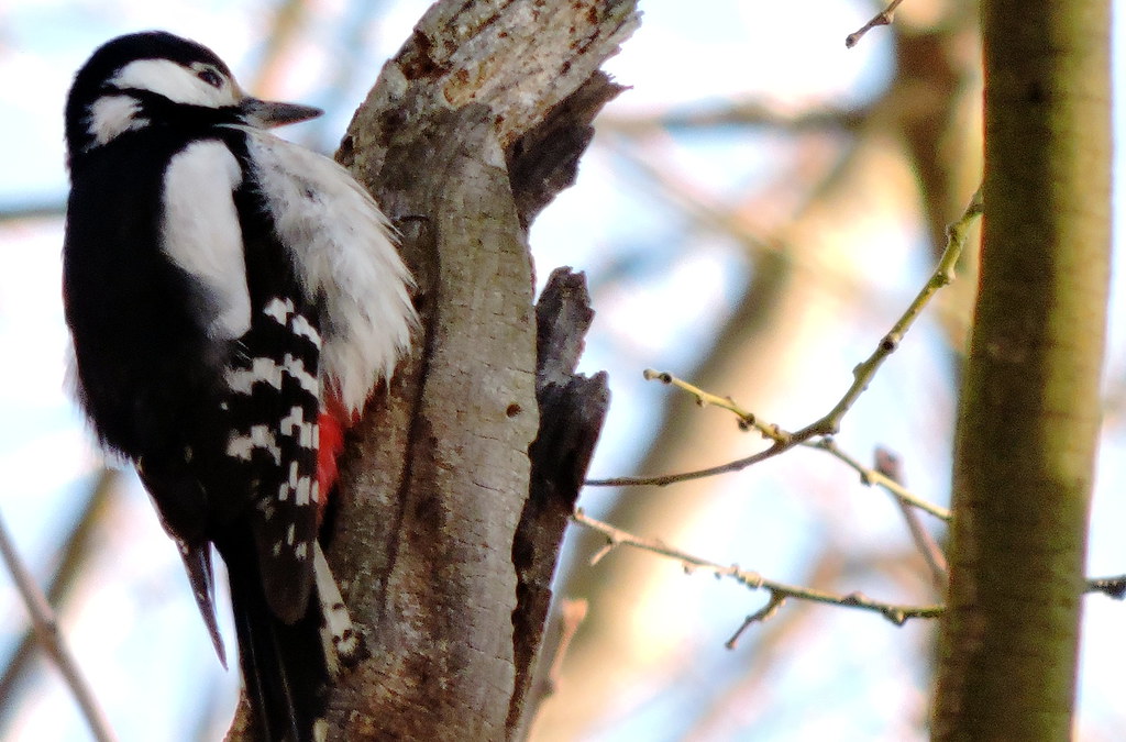Syrian Woodpecker, Dendrocopos syriacus