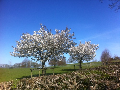 Morning walk: Cherry Blossom