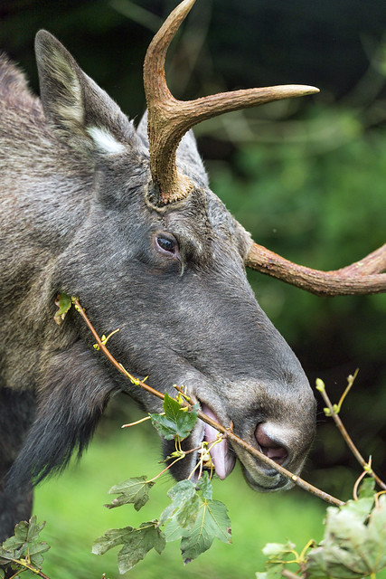 Elk eating some leaves