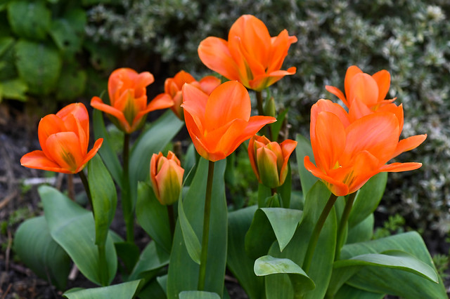 Tulipes  --  Tulips