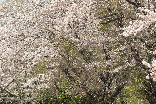A Flurry of Falling Cherry Blossoms
