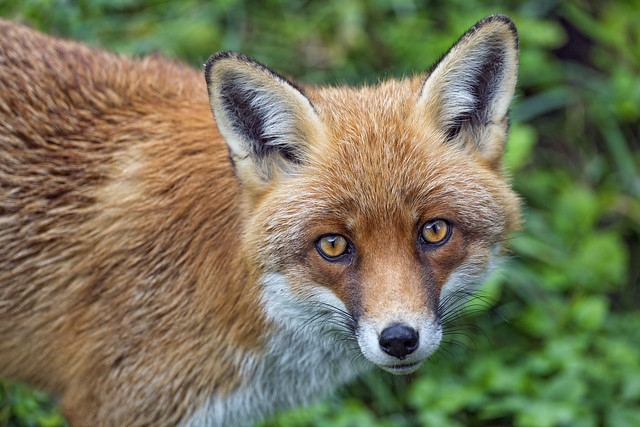 Pretty red fox looking at me