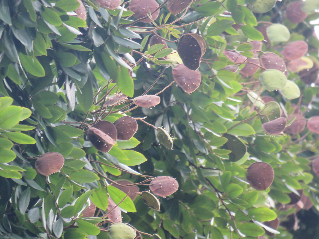 Sepetir Sindora wallichii | Sepetir Daun Tebal; Fabaceae. If you're … | Flickr