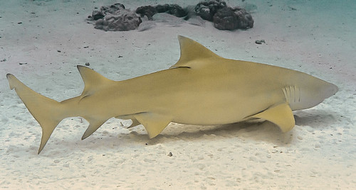 Sicklefin lemon shark - Negaprion acutidens