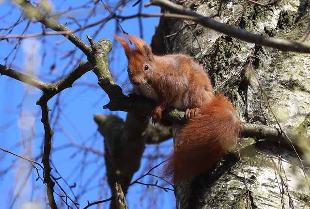 Egern (Eurasian Red Squirrel / Sciurus vulgaris)