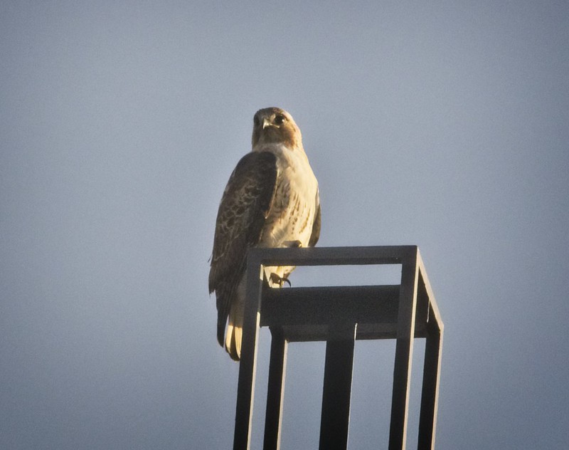 Washington Square male red-tail