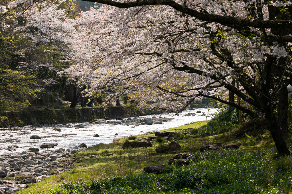 sakura2004105