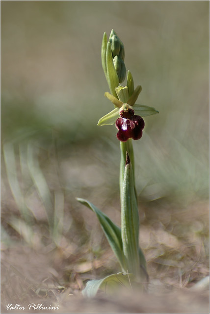 Ophrys sphegodes.