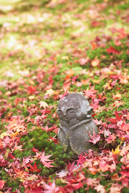秋の圓光寺