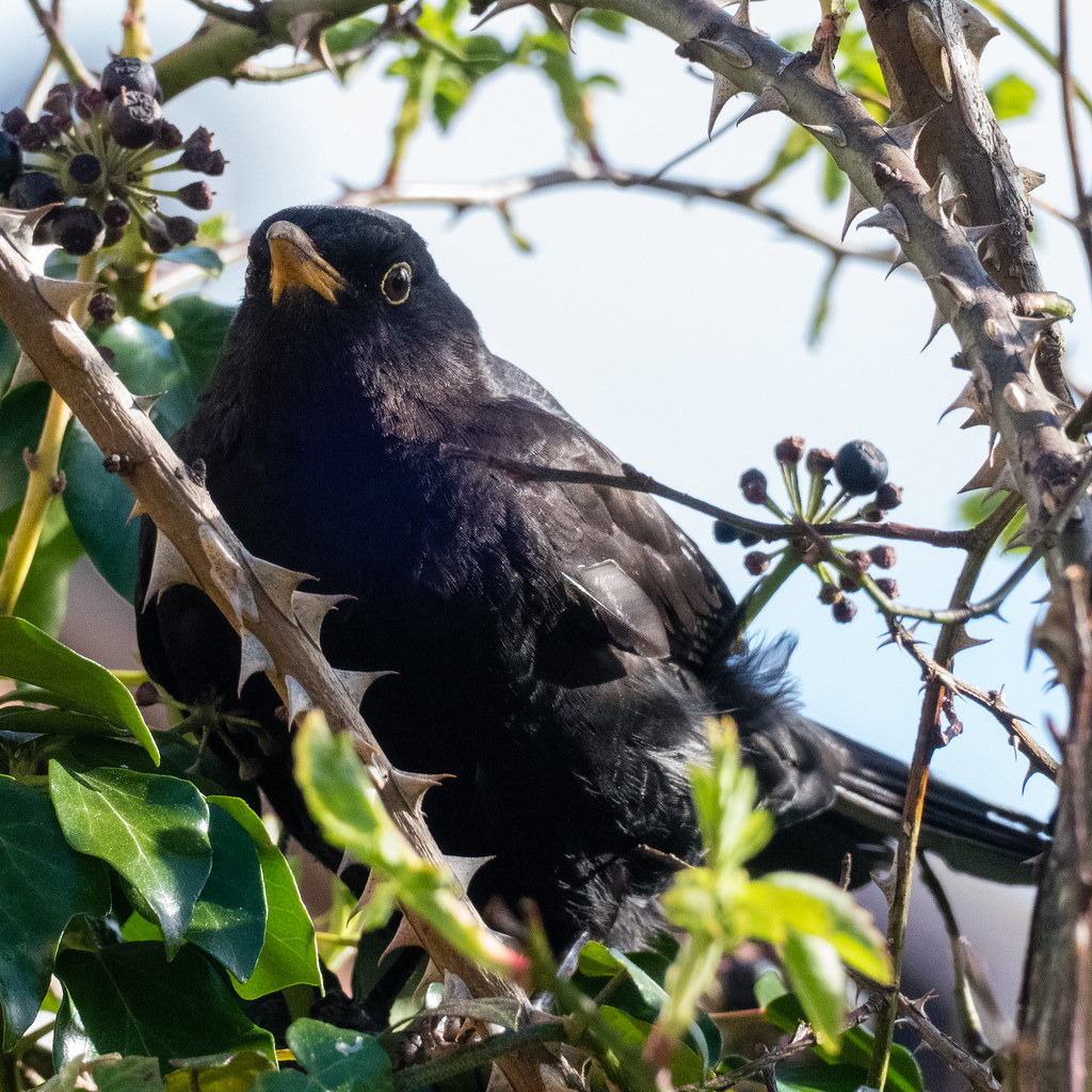 #lockdown #gardensafari - male blackbird eating ivy berries