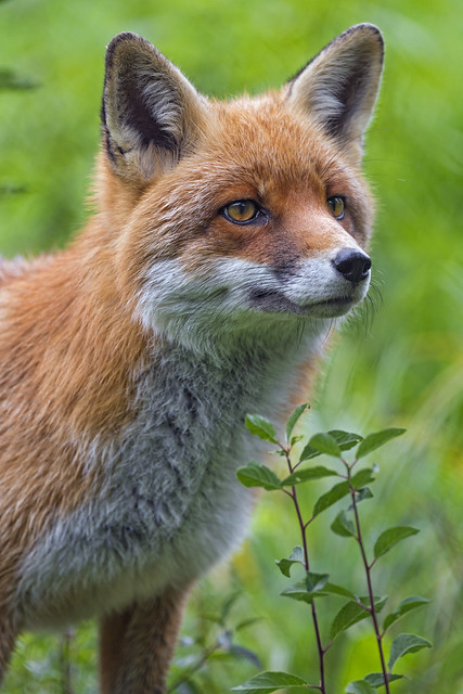 Another nice fox portrait