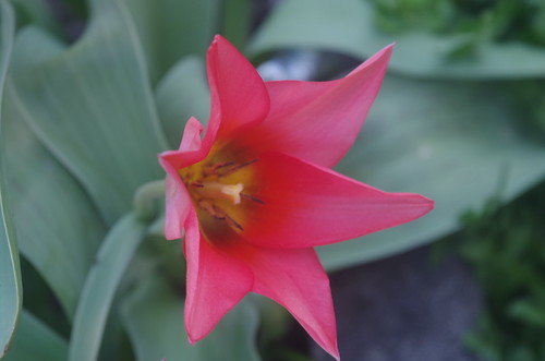 Tulpe | by hutschinetto