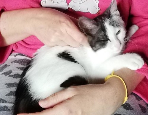 Gizmo, gatito blanco y humo esterilizado, muy dulce nacido en Diciembre´19, en adopción. Valencia. ADOPTADO. 49748501778_06bdfe2fb0