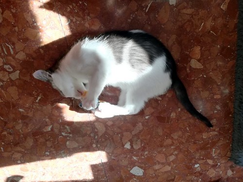 Gizmo, gatito blanco y humo esterilizado, muy dulce nacido en Diciembre´19, en adopción. Valencia. ADOPTADO. 49748501928_103cd2b038