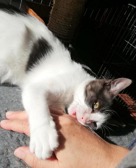 Gizmo, gatito blanco y humo esterilizado, muy dulce nacido en Diciembre´19, en adopción. Valencia. ADOPTADO. 49748502103_236a2f92e7_z