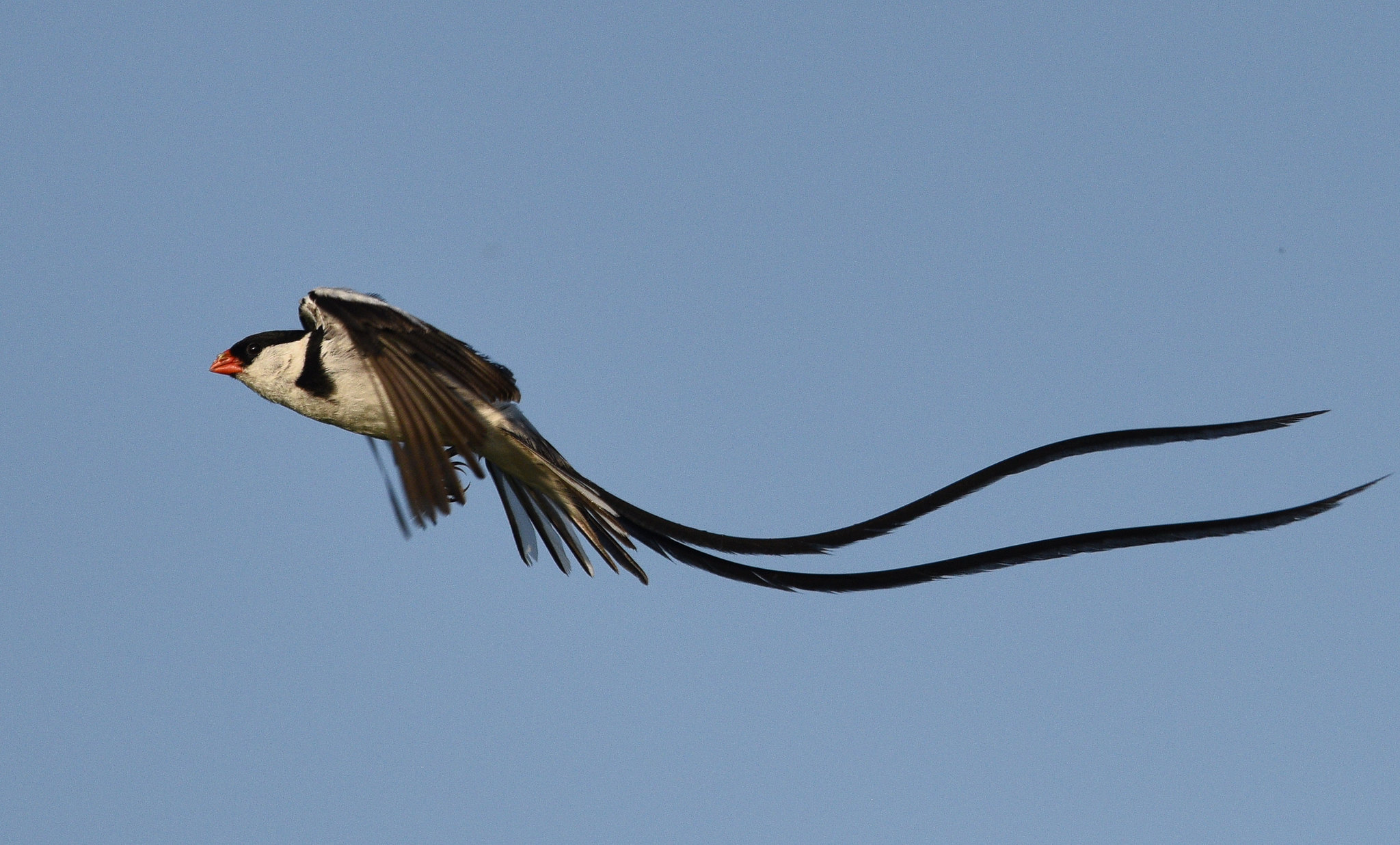 Птица имеющая длинный хвост. Птица Доминиканская вдовушка. Vidua macroura. Ботсвана птицы. Замбезийской вдовушки (vidua codringtoni.