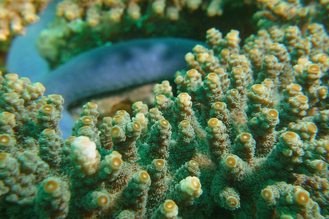 Acropora sp