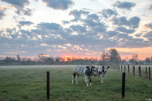 sunrise beautiful landscape nature clouds weather cows
