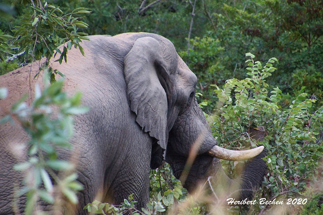 DSC05025 L4  Bongani 2017 Elefantenbulle